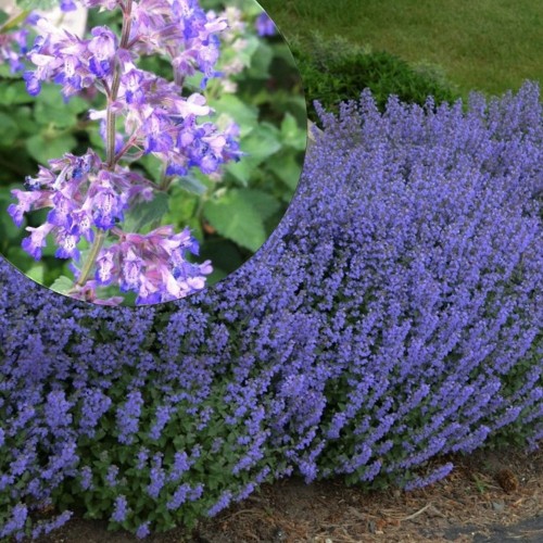 Nepeta x faassenii 'Dropmore' - Faasseni naistenõges 'Dropmore' P9/0,55L